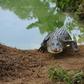 The saltwater crocodile is the world's heaviest reptile and grows to up to six metres long