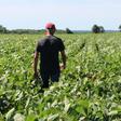 While US farmers like this one, pictured in a soybean field in the Midwestern state of Illinois, stand to gain from a tentative trade deal with China, many are waiting for more details