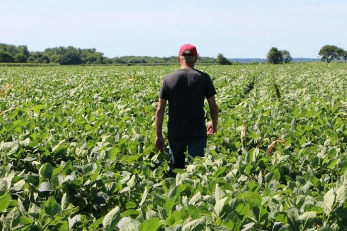 While US farmers like this one, pictured in a soybean field in the Midwestern state of Illinois, stand to gain from a tentative trade deal with China, many are waiting for more details