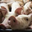 China has ended a ban on imports of Canadian beef and pork