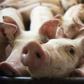 China has ended a ban on imports of Canadian beef and pork