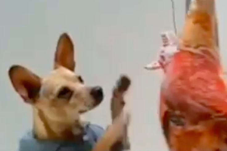 Watch This Dog Work Out Like Rocky Balboa