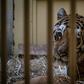The tigers (including Gogh pictured at the Poznan zoo) were found in late October emaciated and dehydrated in the back of a truck taking them from Italy to a zoo in Russia's Dagestan Republic