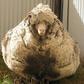 Chris the sheep made headlines after being found wandering with masses of wool sagging from its frame
