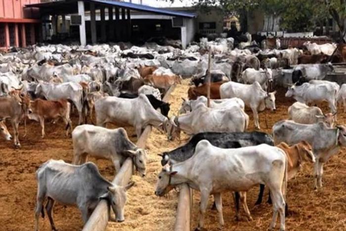 Zamfara Govt to celebrate 100 days with Ruga settlement  [independent]