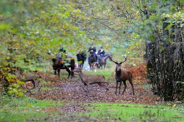 The body of the 29-year-old woman was found Saturday in a forest outside the town of Villers-Cotterets