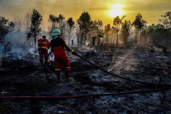 Forests worldwide have been logged and burned on an industrial-scale over the decades