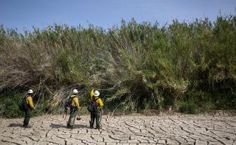 Invasive Grasses May Worsen Wildfires, Study Suggests
