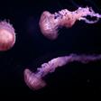 Jellyfish are breeding at a much higher rate than before, thanks to changes in their enviroment wrought by human activity