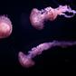 Jellyfish are breeding at a much higher rate than before, thanks to changes in their enviroment wrought by human activity