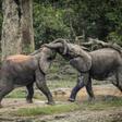 Botswana, Namibia and Zimbabwe - home to the world's largest elephant population - had asked for the right to sell ivory acquired through natural deaths, confiscations and culling