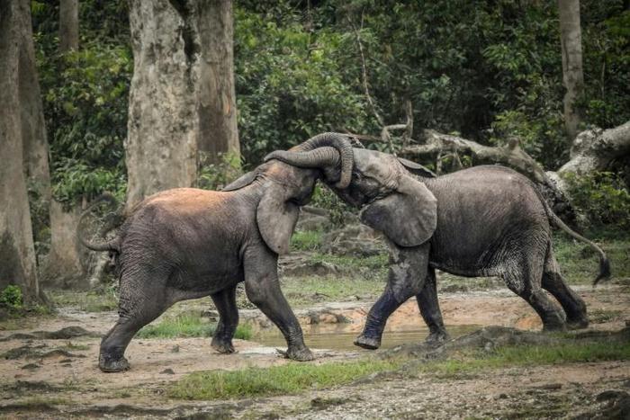 Botswana, Namibia and Zimbabwe - home to the world's largest elephant population - had asked for the right to sell ivory acquired through natural deaths, confiscations and culling