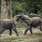 Botswana, Namibia and Zimbabwe - home to the world's largest elephant population - had asked for the right to sell ivory acquired through natural deaths, confiscations and culling