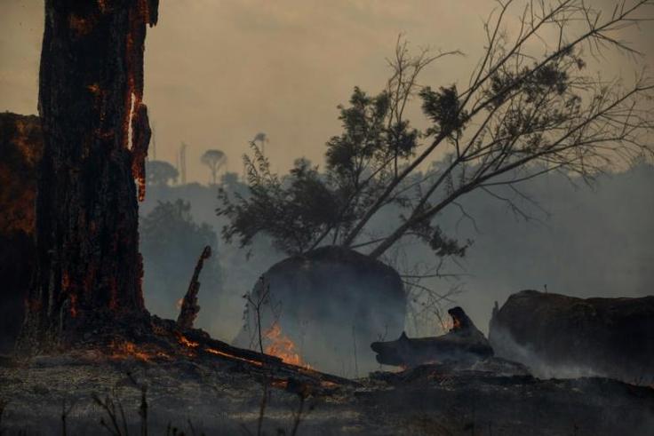 Deforestation in the Amazon has been blamed for the sharp increase in fires as land is cleared and burned for cattle grazing or crops