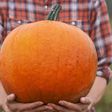 Is Eating Pumpkin Actually Healthy?