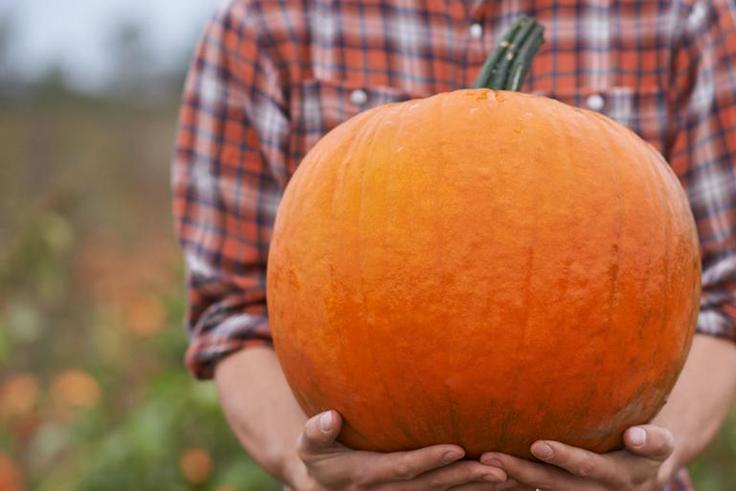 Is Eating Pumpkin Actually Healthy?