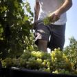 Burgundy winegrowers see themselves as collateral damage in the US trade dispute with the European aviation industry