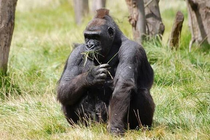 Commonwealth Secretariat