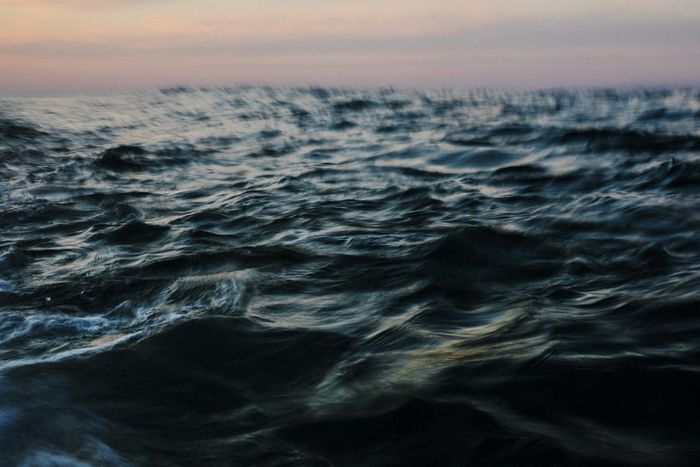 'Shark!': Cape Cod Recoils in a Summer of Sightings, Real and Imagined