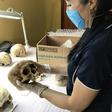 Researcher Alyson Wilson studied the movements of a corpse over 17-months and found humans don't exactly rest in peace