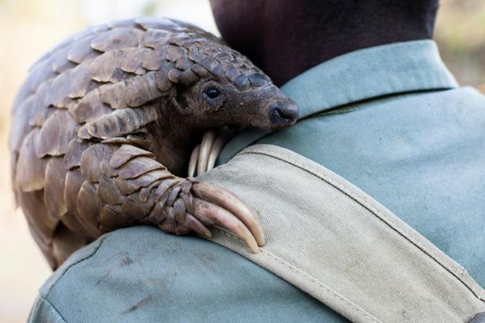 Around 100,000 pangolins are plucked from the wild each year in Africa and Asia, according to conservation group WildAid