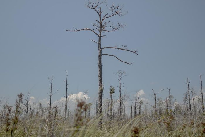 As Sea Levels Rise, So Do Ghost Forests