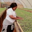 "A labour of love": Zambia's accidental tomato farmer