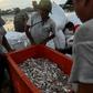 Aung Gyi is forced to fish covertly under the shroud of night in western Myanmar waters -- China may be trying to transform the strategically key region into a shipping and industrial hub -- but locals and activists fear they are being left out of the ...