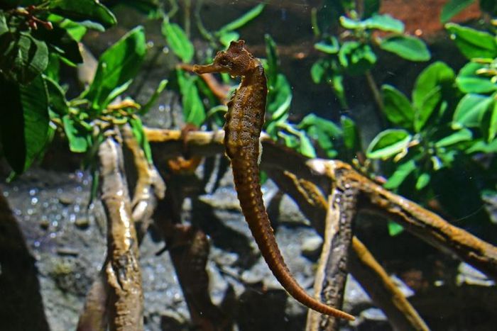 More tropical fish such as seahorse are appearing in warming European waters
