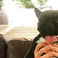 The NFL Now Has Its First Emotional Support Animal