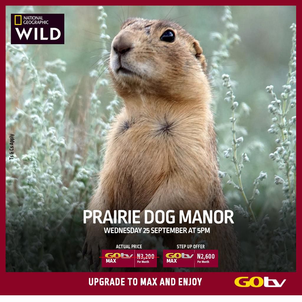 Prairie-Dog-Manor