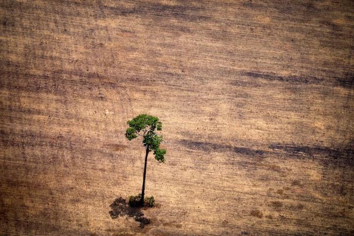 INPE is already in Brazilian President Jair Bolsonaro's crosshairs over data showing a surge in deforestation in recent months