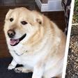 This Very Good Boy Just Lost 100 Pounds