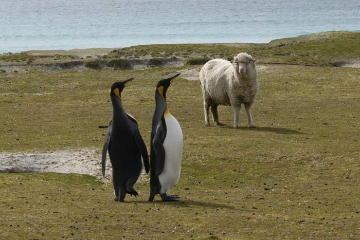 King penguins and a sheep are seen at Volunteer Point, north of Stanley in the Falkland Islands