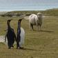 King penguins and a sheep are seen at Volunteer Point, north of Stanley in the Falkland Islands