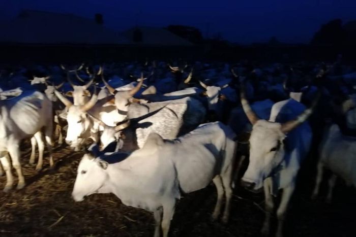 The recovered livestock by Kaduna Police command from suspected cattle rustlers, on Wednesday (NAN)