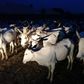 The recovered livestock by Kaduna Police command from suspected cattle rustlers, on Wednesday (NAN)