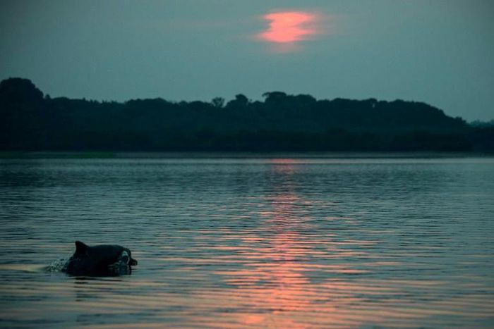 A river dolphin swims in the Negro River in Brazil in 2015