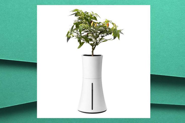 This Self-Watering Planter Gives You A Green Thumb