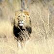 South Africa is home to more than 11,000 lions