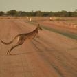 The dead kangaroos, including two joeys, were found littered over roads in the far south-east of the country in September