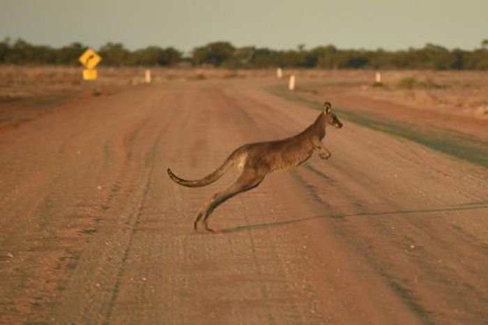 The dead kangaroos, including two joeys, were found littered over roads in the far south-east of the country in September
