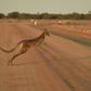 The dead kangaroos, including two joeys, were found littered over roads in the far south-east of the country in September