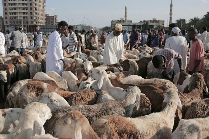 Sudanese Muslims buy livestock at a market in Sudan's capital Khartoum on August 11, 2019, as they mark their first Eid Al-Adha feast without Omar al-Bashir as a ruler