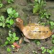 Okinawa Zoo and Museum released photos of the types of stolen turtle including the rare Ryukyu leaf species