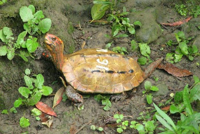 Okinawa Zoo and Museum released photos of the types of stolen turtle including the rare Ryukyu leaf species