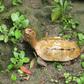 Okinawa Zoo and Museum released photos of the types of stolen turtle including the rare Ryukyu leaf species