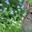 Female Orgasms Could Be Explained by Rabbits