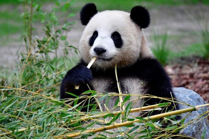 Giant panda Meng Meng, which means 'Little Dream', has been living at Berlin Zoo since 2017