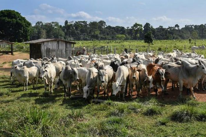 Cattle in the Amazon rainforest in September 2019